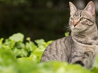 律师协会助力法治为法治贡献力量